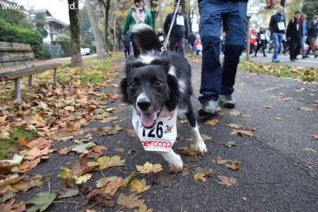 Straconi 2019 - Straconi Monge Dog