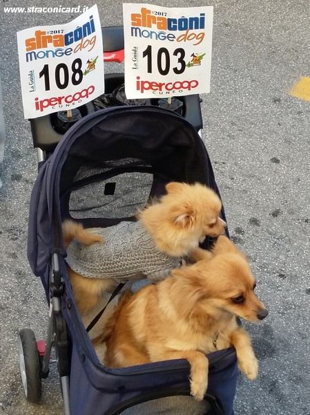 Straconi 2017 - Straconi Monge Dog